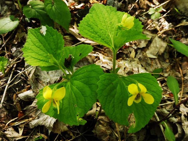 Downy yellow violet - Viola pubescens - flowers from leaf axils